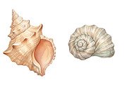 Sea Shells Clipart PNG, an Illustration by SinaCreation (Thumbnail 3 of 11)