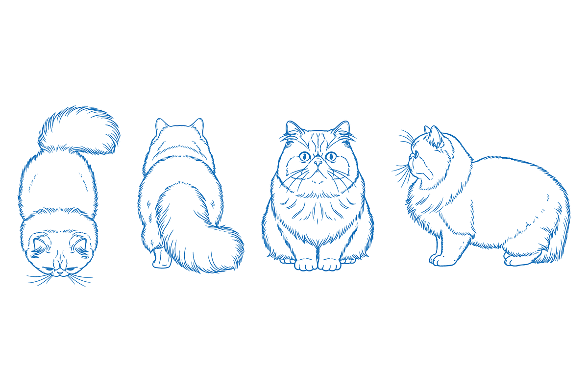 Hand Drawn Persian Cat Vector, an Animal Illustration by MkStudio