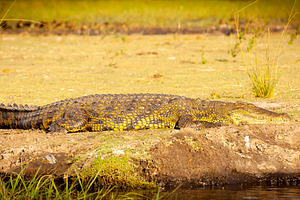 Alligator On River Bank, an Animal Photo by THP Creative