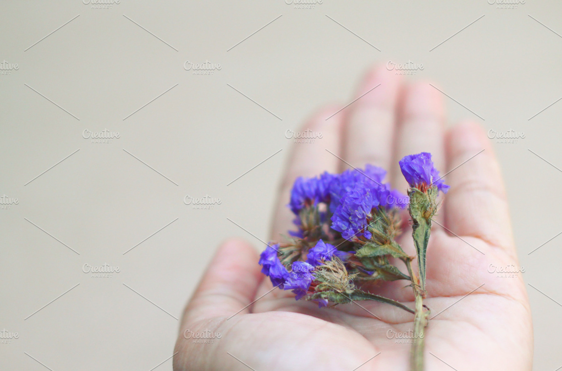 Dried statice flowers on hand, a Person Photo by PEMIKA