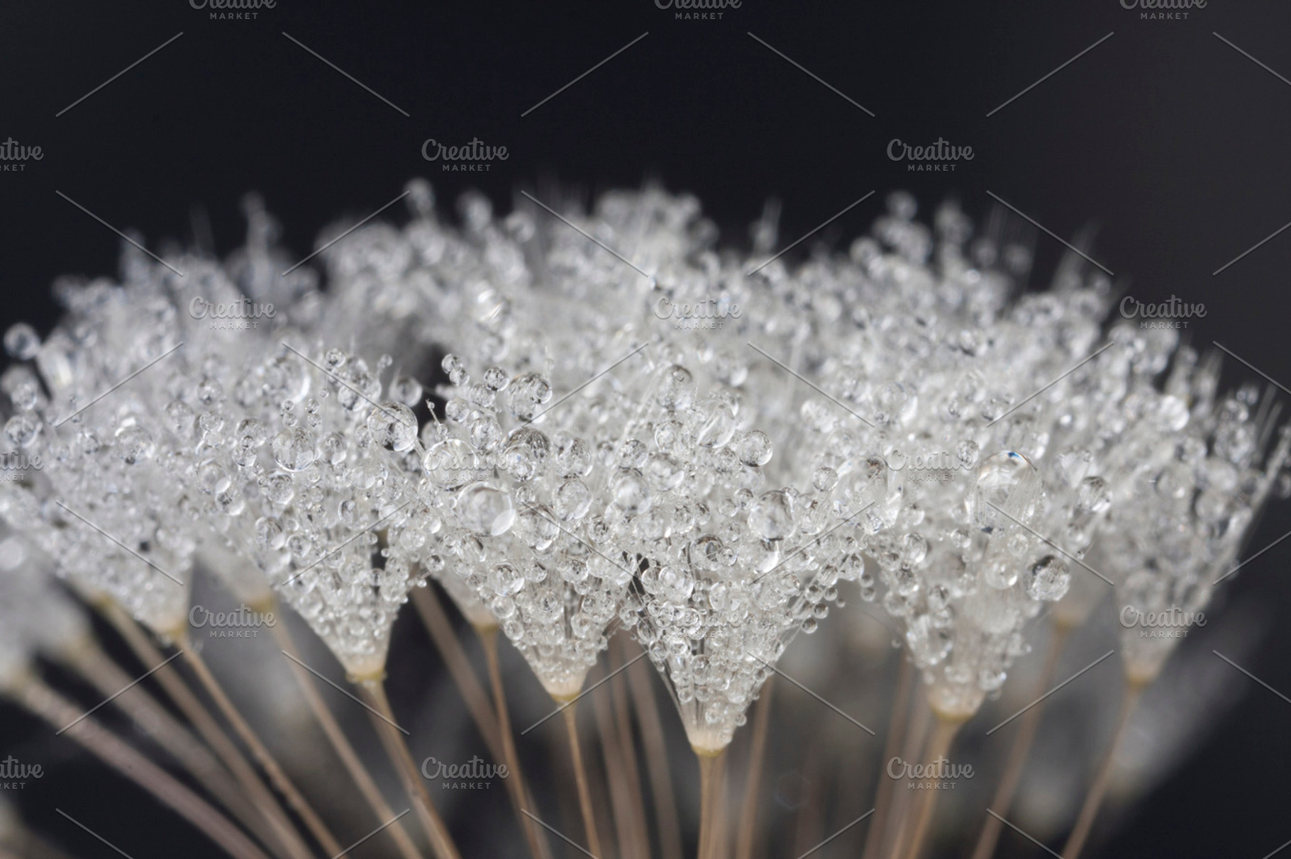 Dew droplets stock photo containing water droplets and morning dew