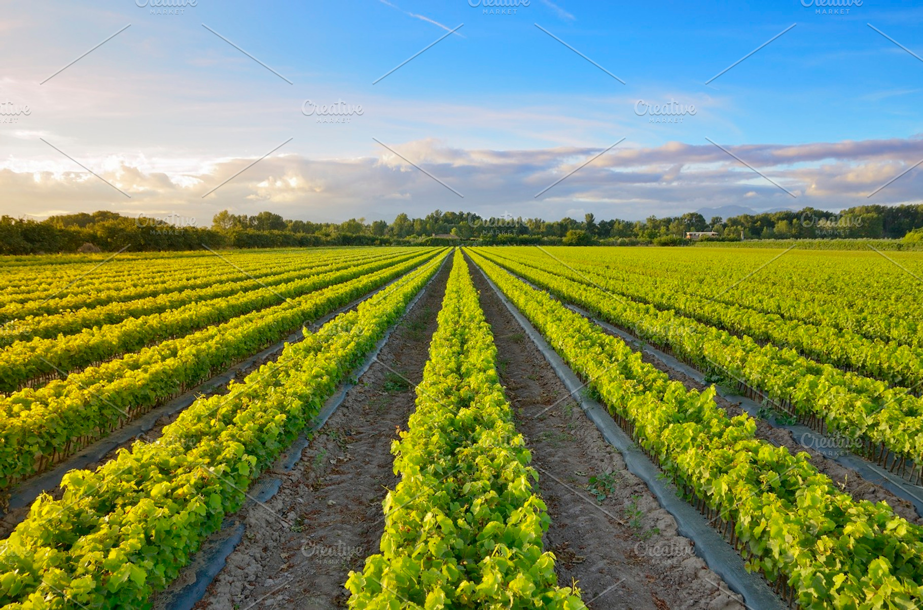 Vineyard containing vineyard, wine, and landscape, a Nature Photo by jcfmorata - Photography