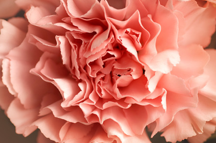 Beige rose petals in macro, a Nature Photo by Fto Studio