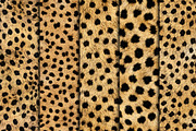 Realistic Cheetah Print Fur Texture, a Pattern Graphic by Artonix (Thumbnail 3 of 4)