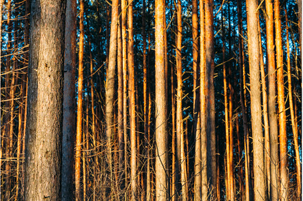 Background Texture Of Pine Trunks, a Nature Photo by Our Amazing World