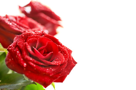 Bunch of red beautiful roses, a Nature Photo by Vapi