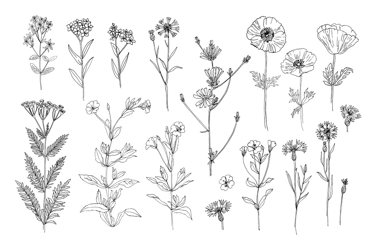 Wildflowers and herbs line sketch, a Decorative Illustration by irina.vaneeva (Photo 9 of 10)