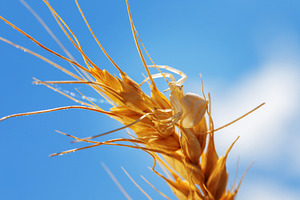 Close-up of a white crab spider perched on a golden wheat ear ag, an Animal Photo by Ales Munt