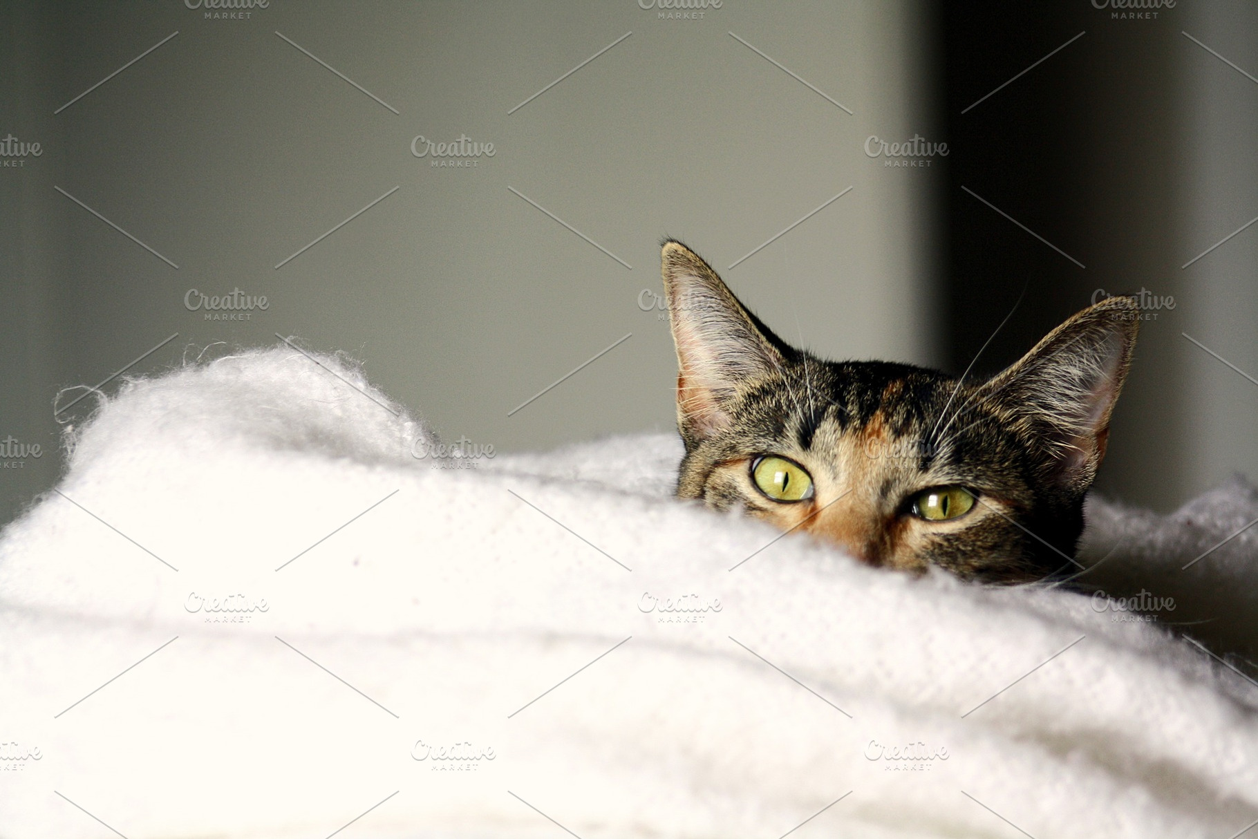 Cuddly Cat Photograph, an Animal Photo by AmandaFagan