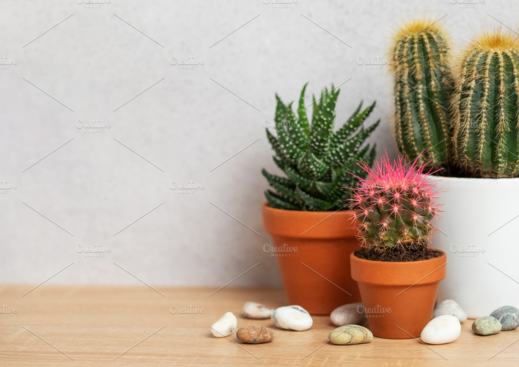 Small cactus and succulents growing in terracotta pots on wooden, a Business Photo by Olena Rudo
