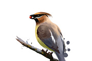Tropical Birds SET, Exotic Species, an Animal Illustration by Dneprstock (Thumbnail 2 of 10)