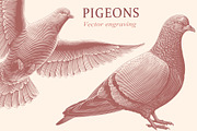 Design set Pigeons.Vector engraving, an Animal Illustration by Vector Engraving (Thumbnail 1 of 4)