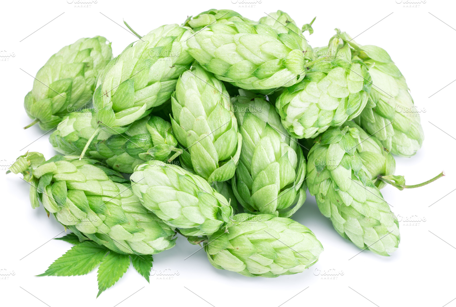 Hop cones. Isolated on white background., a Food & Drink Photo by Volff