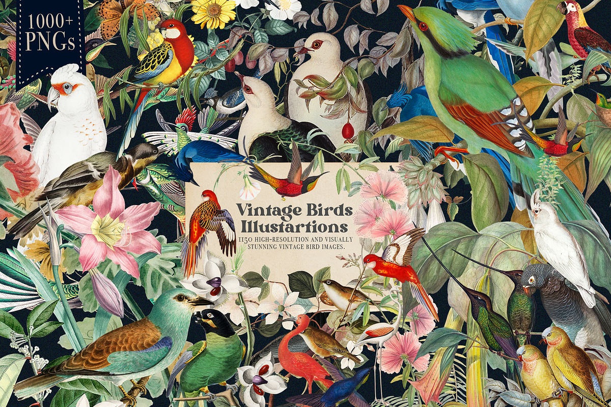 1150 Vintage Bird Illustratins, an Animal Illustration by Lilithcollageart (Photo 1 of 10)