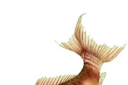 Japanese Koi Images, a Graphic by Digital Vintage (Thumbnail 5 of 7)