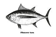 Fish collection, part 2, a Food Illustration by ZotovShop (Thumbnail 2 of 11)