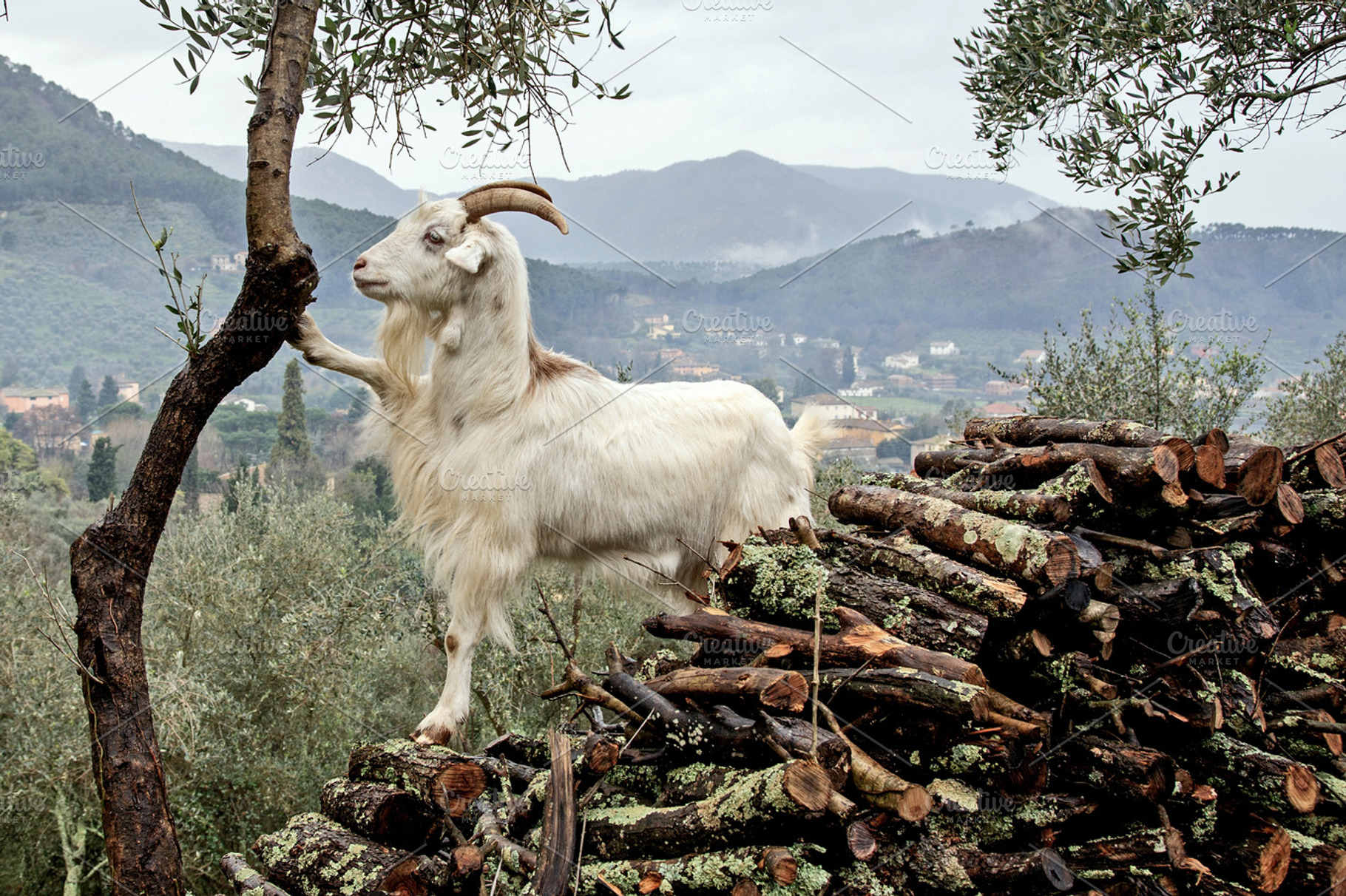 Iseeyouphoto Mountaingoat Containing Goat Animal And White