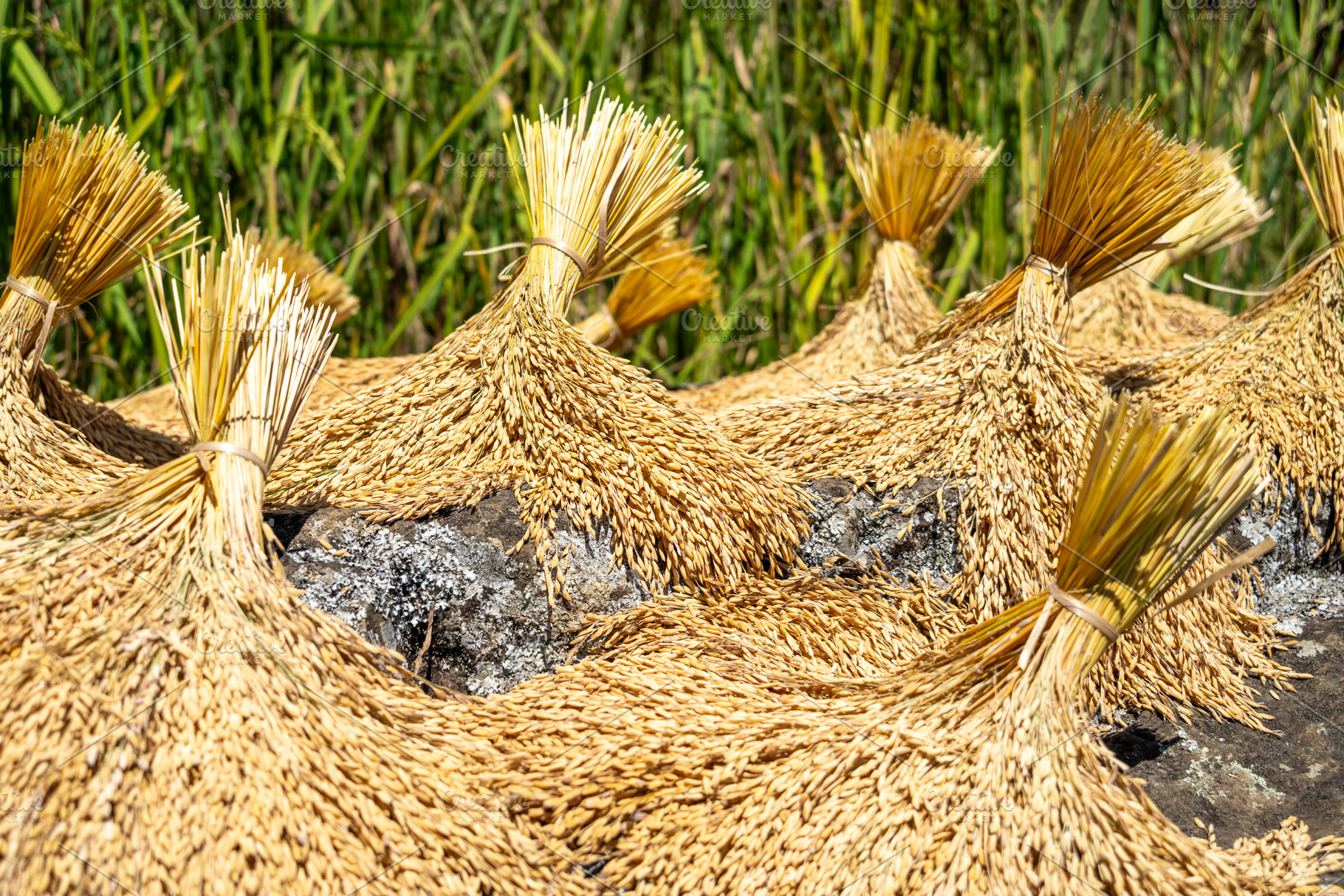 Rice drying under the sun in Toraja, Sulawesi, Indonesia, a Food & Drink Photo by GoodGoods