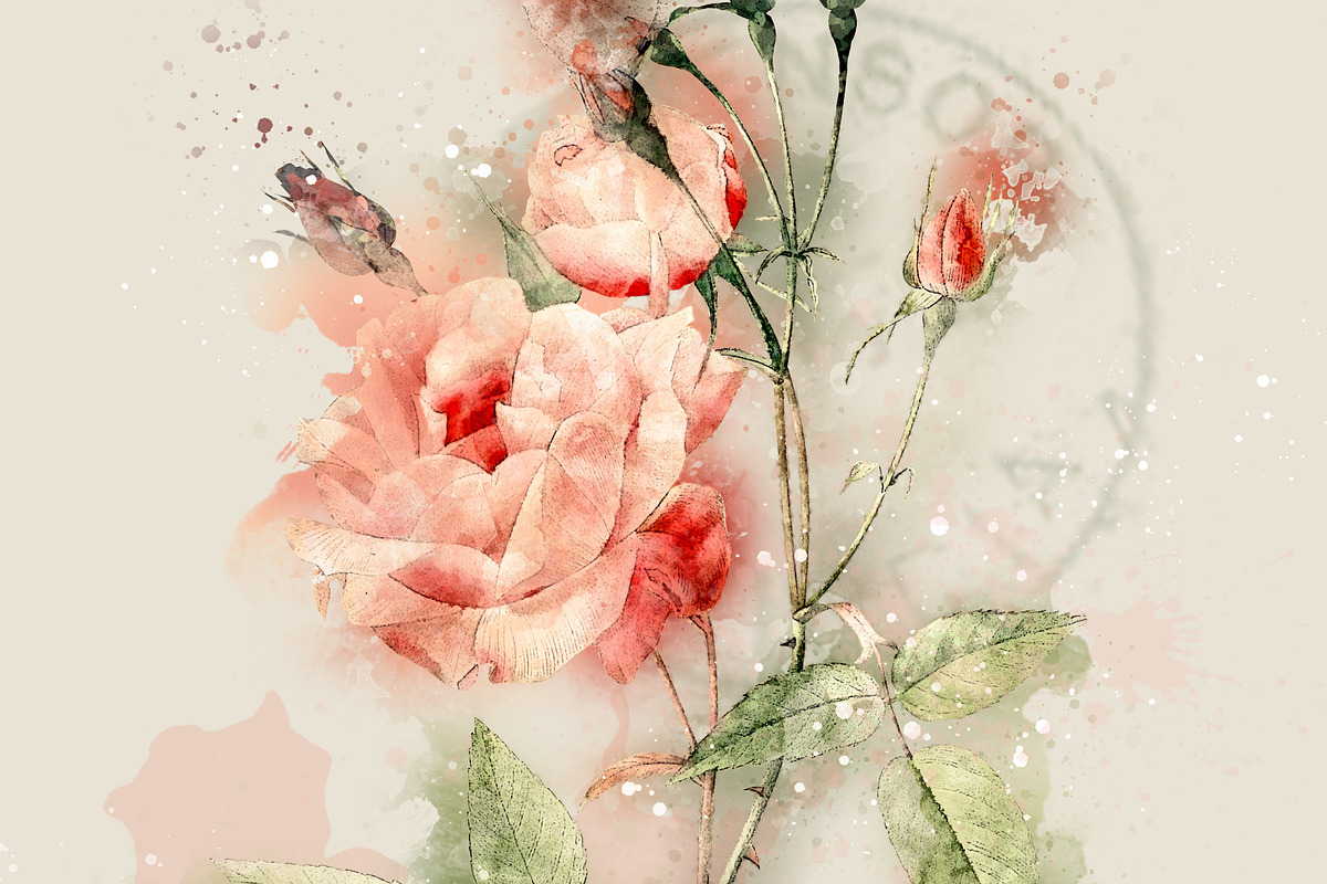 Watercolor Roses Vintage Overlays, an Illustration by ephemoire (Photo 2 of 8)