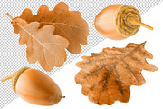Oak tree leaves and acorns, an Object Graphic by Fruits+Veggies (Thumbnail 11 of 11)