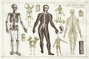 100+ Vintage Anatomy Vectors, a Healthcare Illustration by Shizzle Stock (Thumbnail 9 of 20)