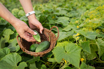 Harvesting cucumbers in the garden. The girl collects cucumbers in a wooden bas, a Food & Drink Photo by Artsaba Family