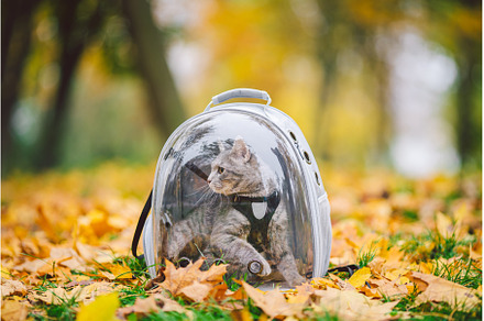 Gray cat in a transparent backpack