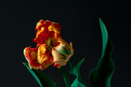 Fiery Parrot Tulip, a Nature Photo by Jillian Butolph