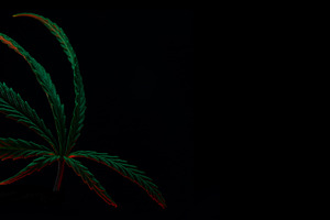 Single cannabis leaf with vibrant colors isolated on a dark back, a Health & Medical Photo by Ales Munt