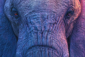 Close-up of an elephant face with vibrant colorful lighting, hig, an Abstract Photo by Ales Munt