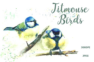 SALE Watercolor Titmouse birds