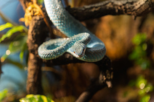 Blue Snake on a Tropical Branch, Ill, an Animal Photo by Perpis