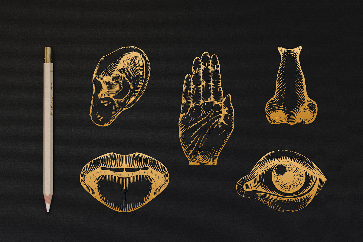 Five Human Senses Vintage Collection, an Object Illustration by Chewie Co (Photo 8 of 8)