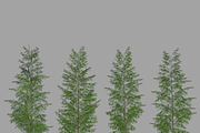 Eucalyptus tree #1, an Environmental 3D Model by AndrewWhite (Thumbnail 12 of 13)