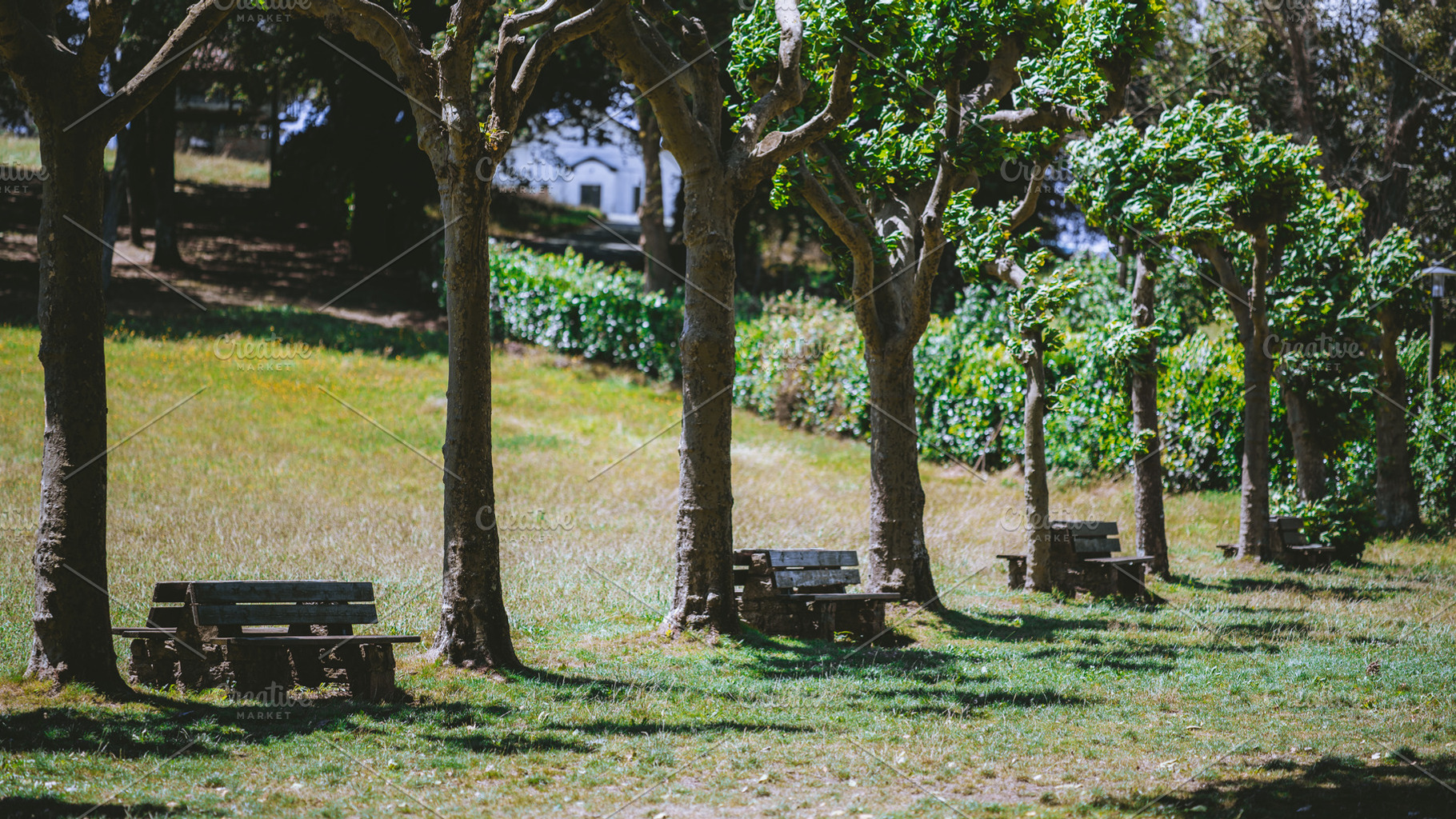 Wooden benches under park trees, a Sports & Recreation Photo by SkyNext