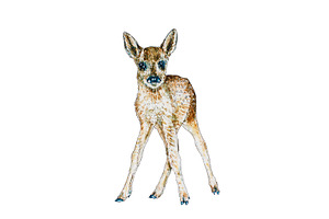 Deers Clipart, Roedeers Watercolor