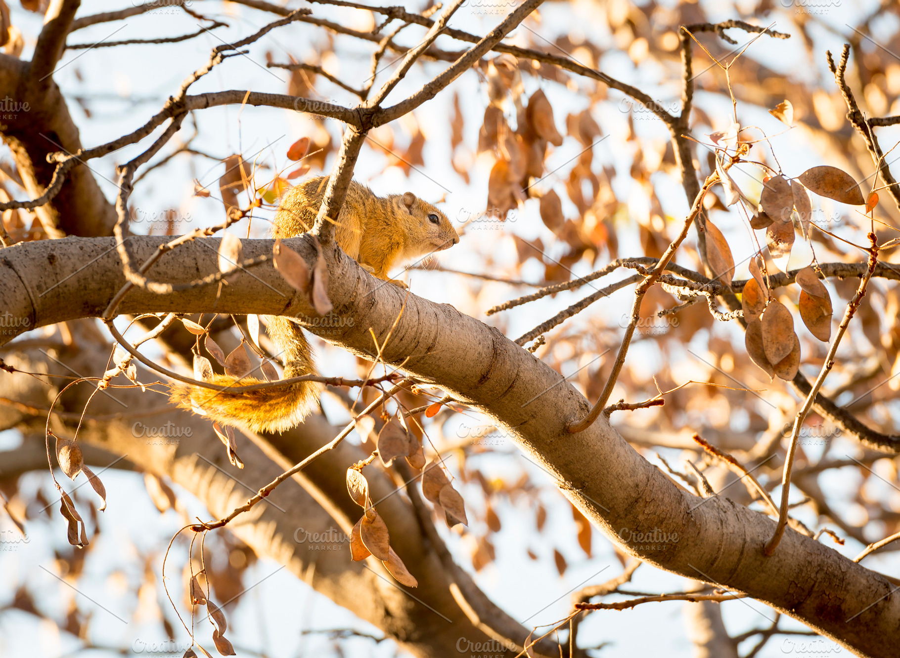 Tree Squirrel, an Animal Photo by THP Creative