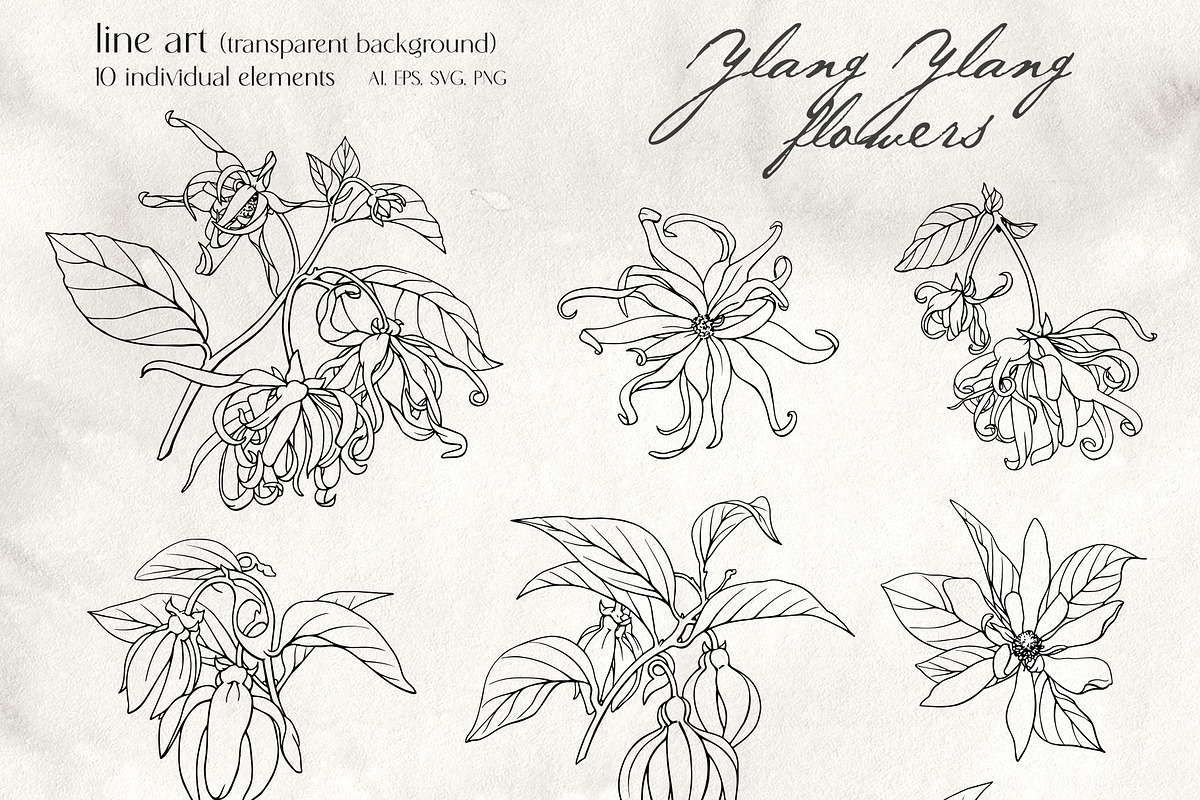 Flowers Ylang Ylang. Botanical set, an Object Graphic by ON_lineart_store (Photo 3 of 8)