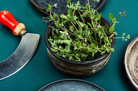 Raw sprig of marjoram, a Health & Medical Photo by MLunov MLunov