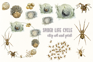 Spider Life Cycle Clip Arts & Print