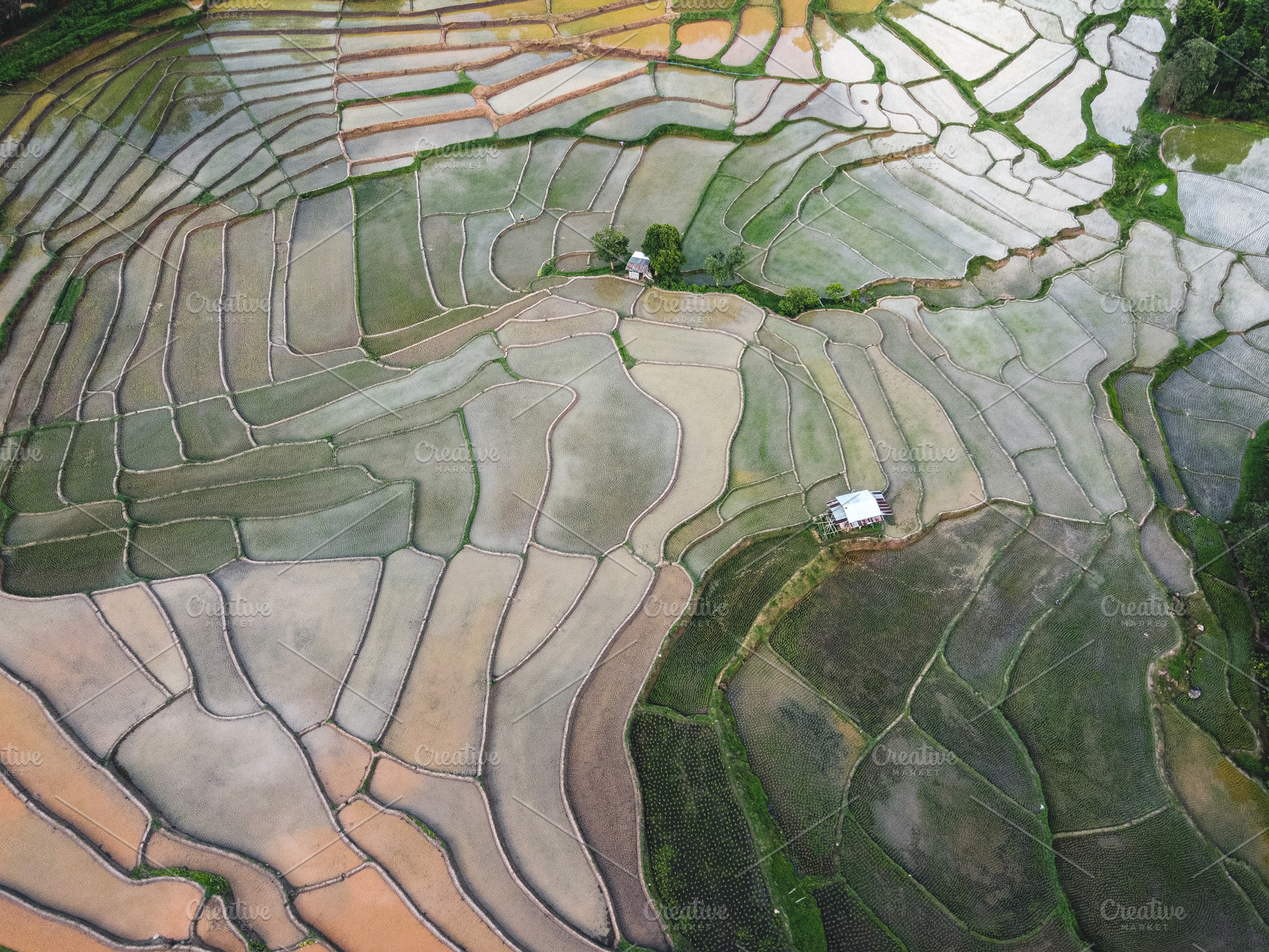 Rice fields at the beginning of cultivation, a Nature Photo by Art ...