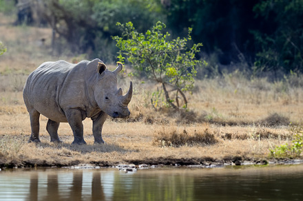African white rhino reflected in the water in the savannah, Nati, an Animal Photo by Byrdyak