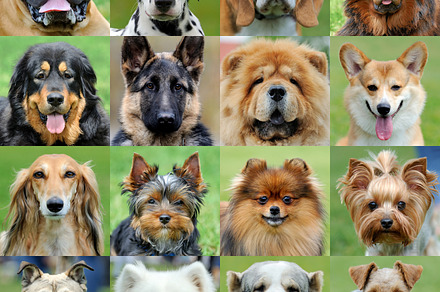 Dogs portrait featuring dog, collage, and animal, an Animal Photo by Byrdyak