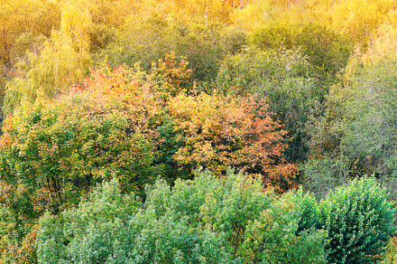 Autumn park trees texture background, a Nature Photo by RETROWAVE '88