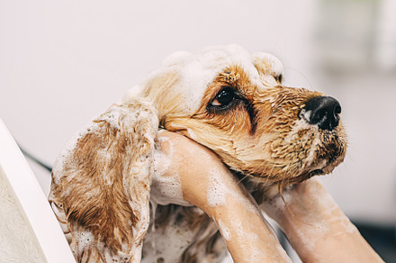 The groomer washes the dog in the bathroom., an Animal Photo by Rov.7