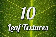 Leaf Textures Pack 1, a Texture Graphic by Design Panoply (Thumbnail 1 of 2)