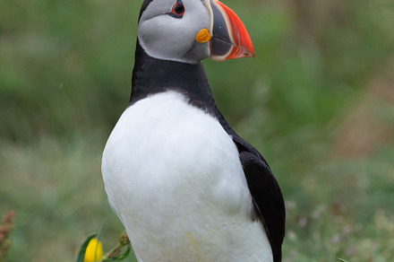 Close up of puffin bird or Fratercula in Iceland in summer seaso, an Animal Photo by Tampatra