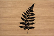 Fern Leaf Silhouette PNG Vector Set, an Object Illustration by Amazin_art (Thumbnail 3 of 4)