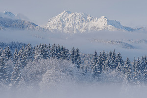 Winter morning in the forest and mountains