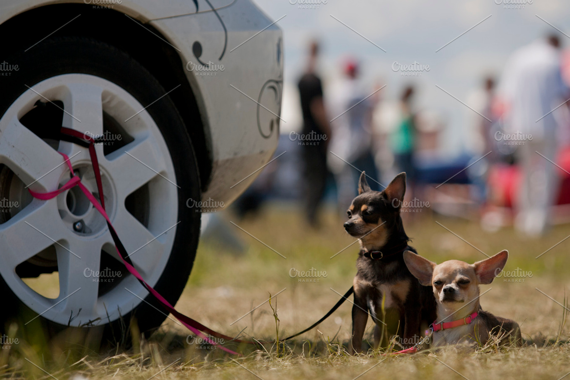 Pair chihuahua containing dog, car, and wheel